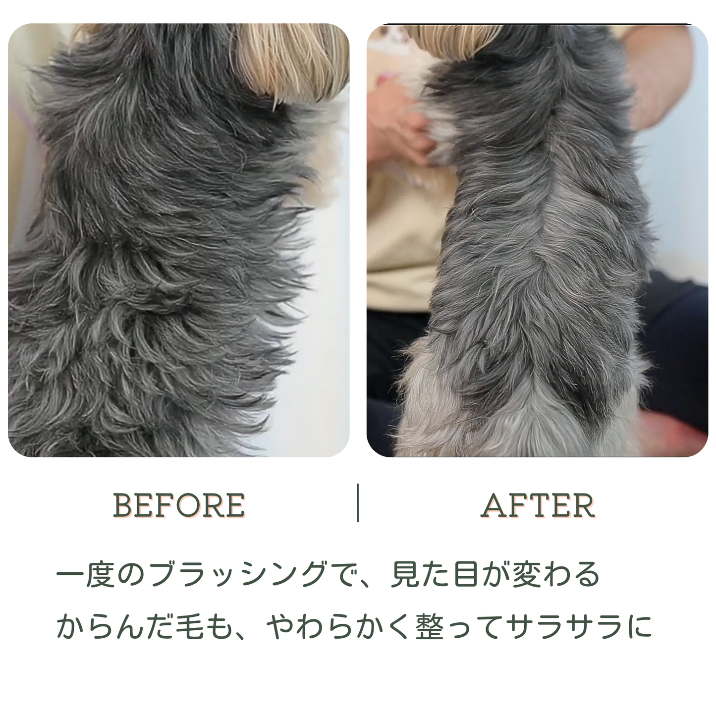 テラケアブラシ ペット＆人兼用｜ふんわり仕上げ・やさしいブラッシングケア