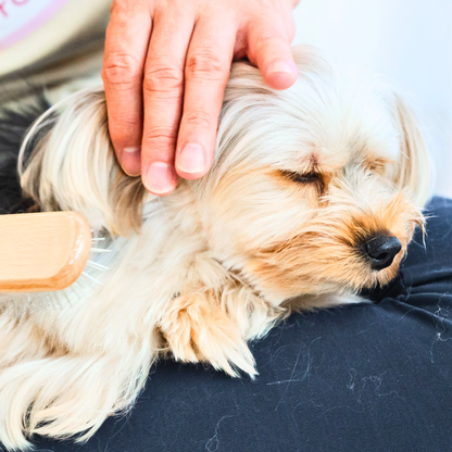 テラケアブラシ ペット＆人兼用｜ふんわり仕上げ・やさしいブラッシングケア